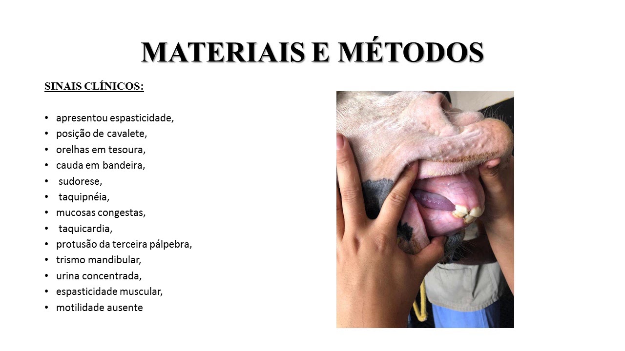 Prevenção e tratamento do Tétano em cavalos saiba como proteger seu equino Prevenção e tratamento do Tétano em cavalos saiba como proteger seu equino